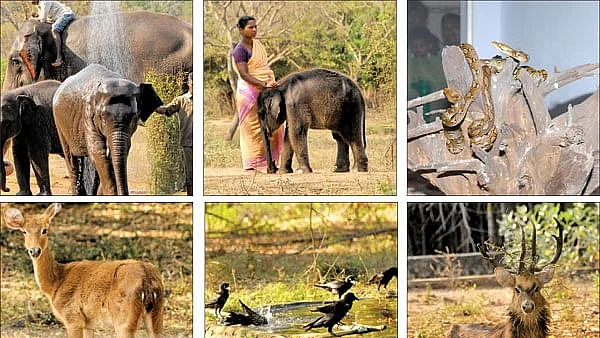 Vandalur Zoo