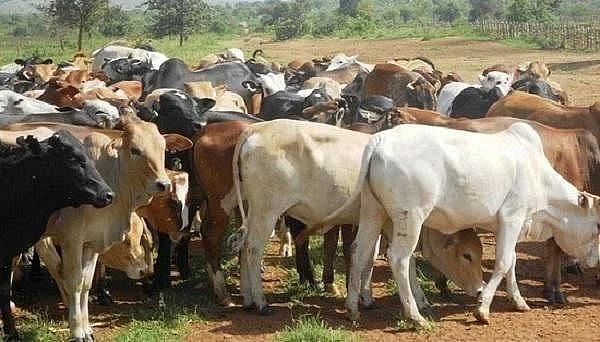 மாடுகள் வதை தடை