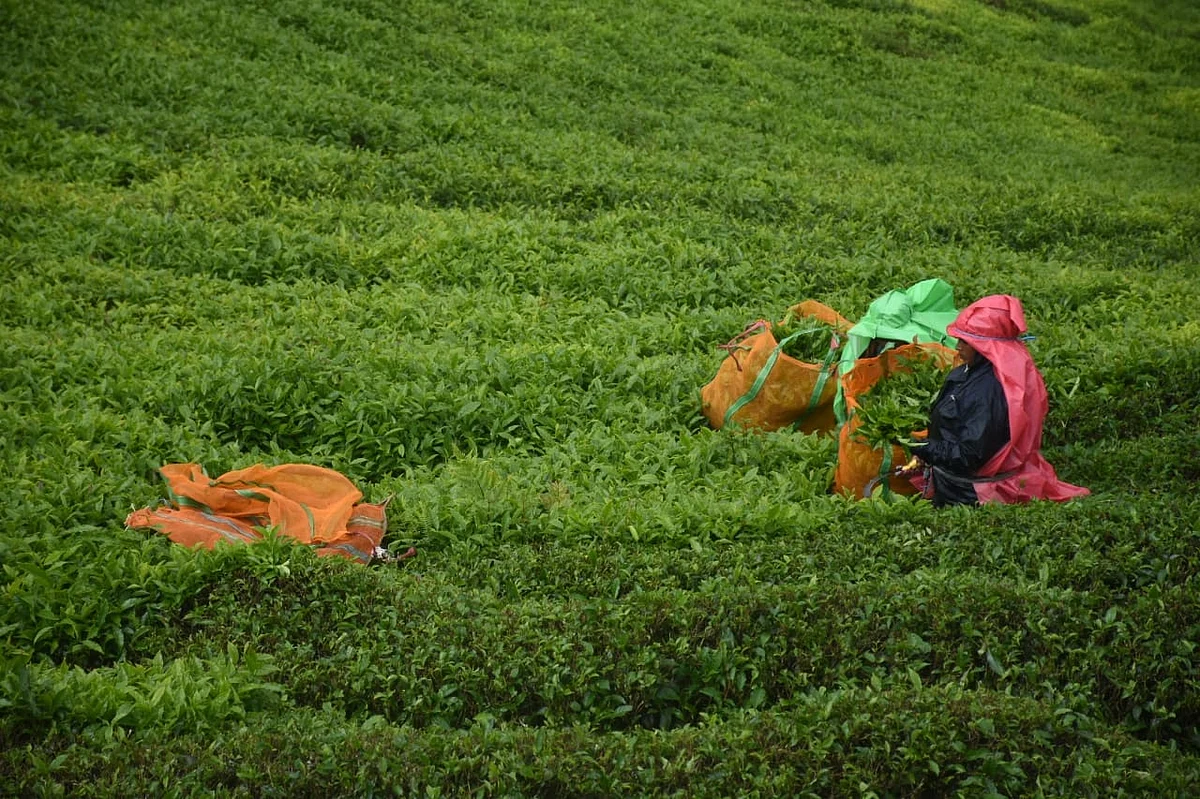 tea estate