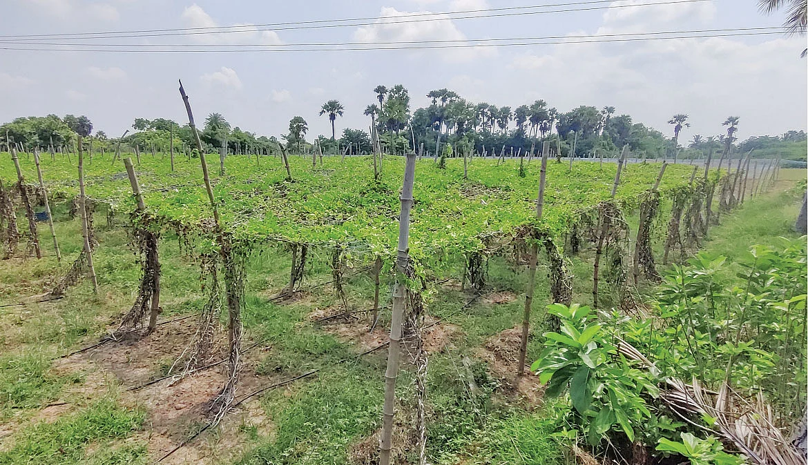 40 சென்ட்... மாதம் ரூ. 30,000 வருமானம்! - கோவைக்காய் கொடுக்கும் கொடை!