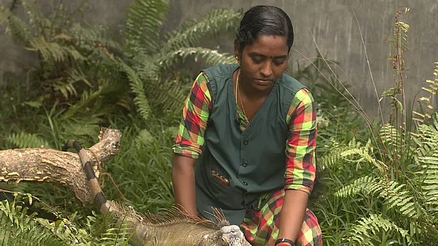 முதலைப் பண்ணையில்...