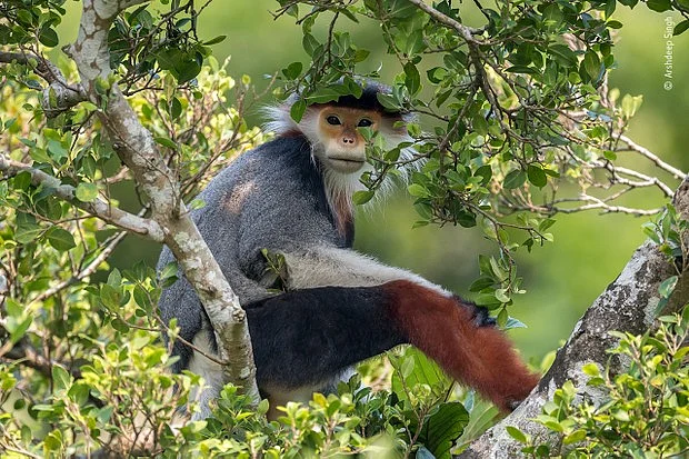 சிவப்புகால் டுக் லங்கூர் குரங்குகள்