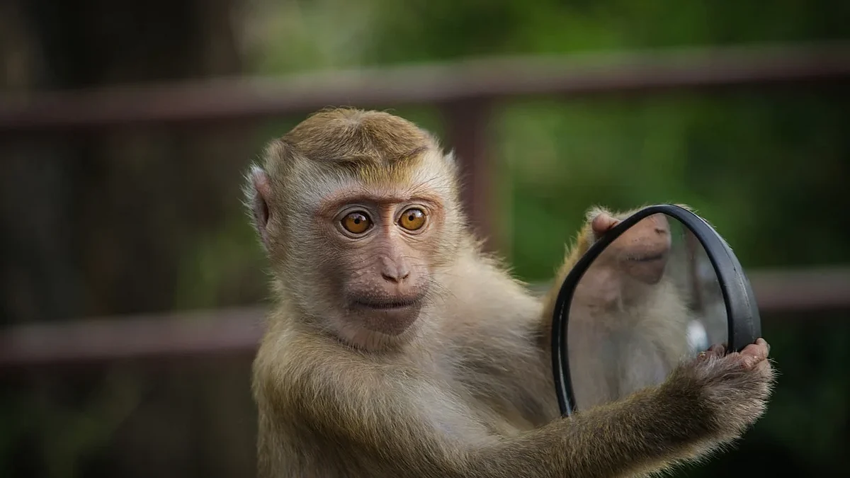 குரங்கு