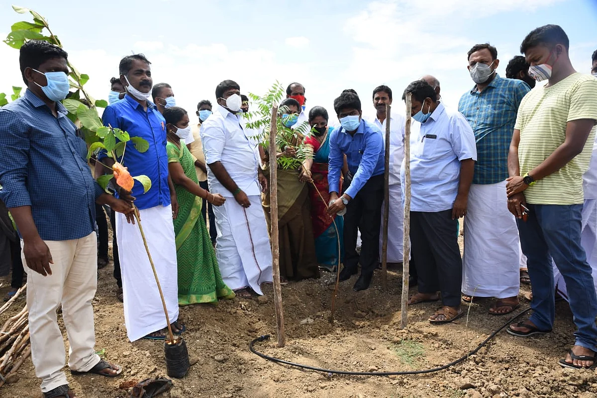 மரக்கன்று