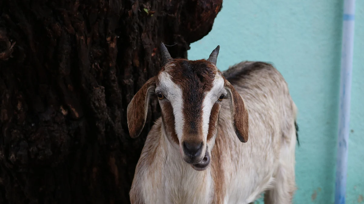 Goat