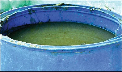 மண் கலவை முதல் பூச்சிவிரட்டிவரை... மாடித் தோட்டத்துக்கு இதையெல்லாம் செய்யலாம்! - காயத்ரி