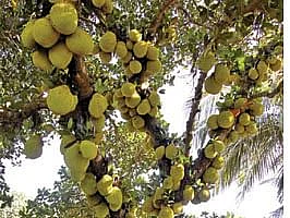 பலா சந்தைக்குப் போவோமா?