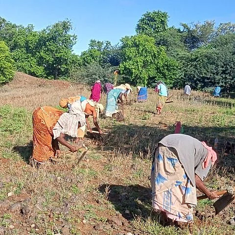 பனைவிதை நடும் பெண்கள்