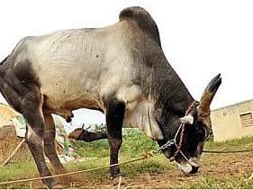 'மணப்பாறை மாடு, கட்டி...