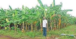 வாழைத்தோட்டம்