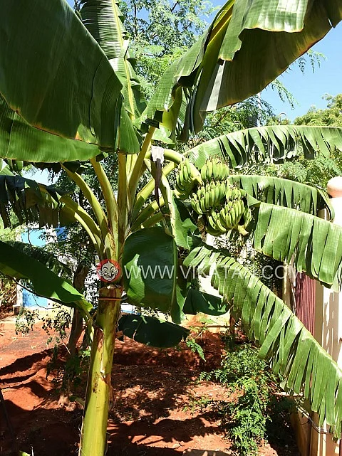 வாழை சாகுபடி