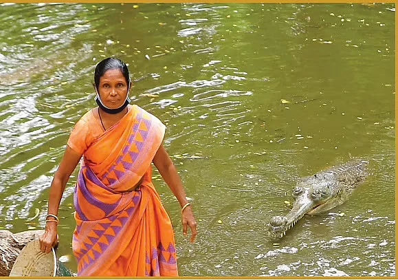 முதலை பண்ணை