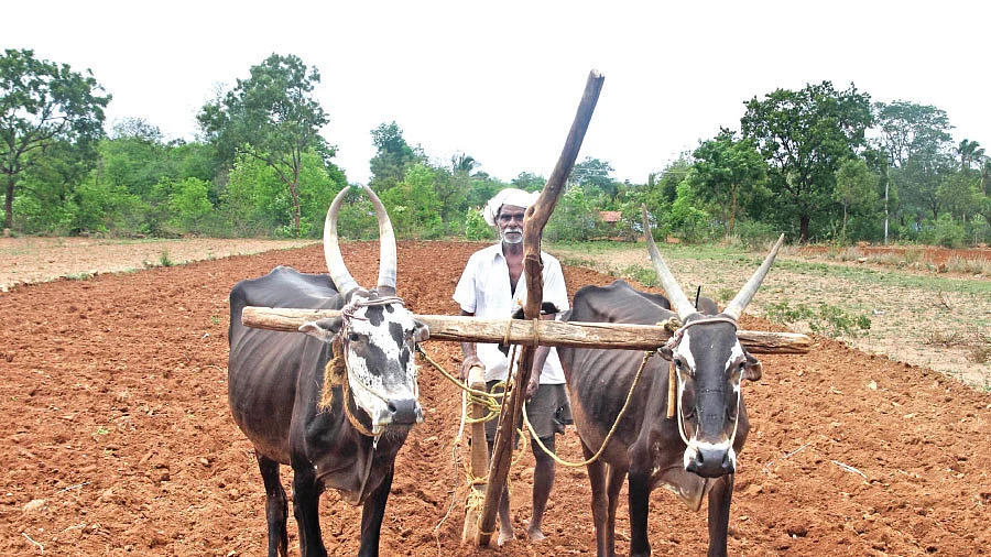 விவசாயம்