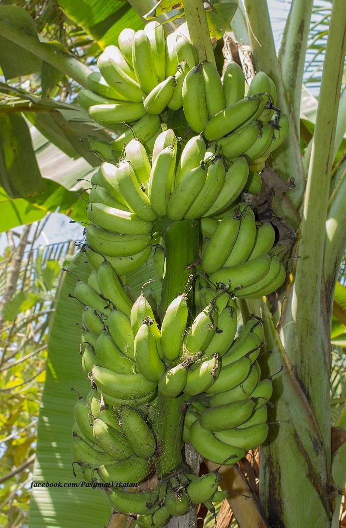 வாழைத்தார்