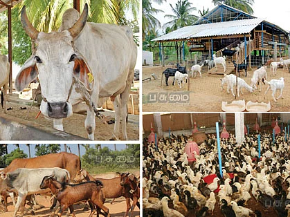 மழைக்காலத்தில் கால்நடை பராமரிப்பு!