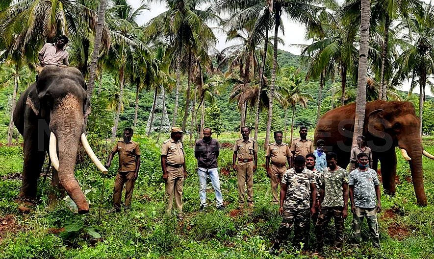 கும்கிகளுடன் வனத்துறை