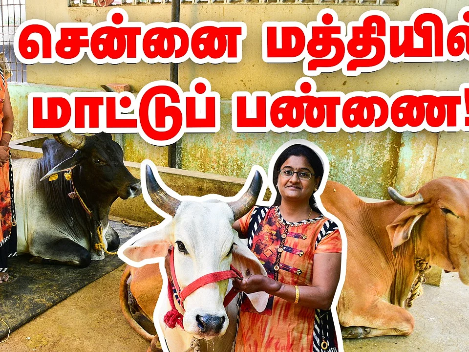 சென்னைக்கு நடுவே கார்ஷெட்டுக்குள் மாட்டுப்பண்ணை... கலக்கும் தம்பதி! #CattleFarm #Chennai