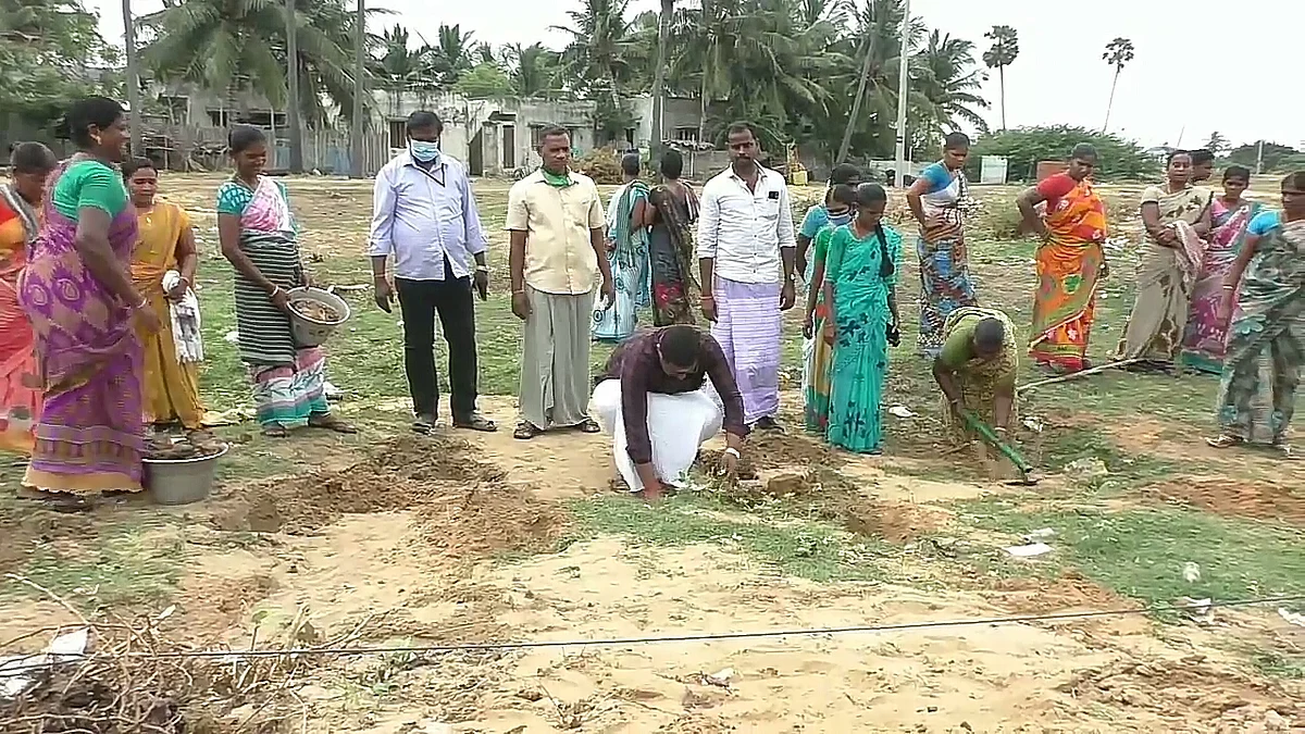 பனை
