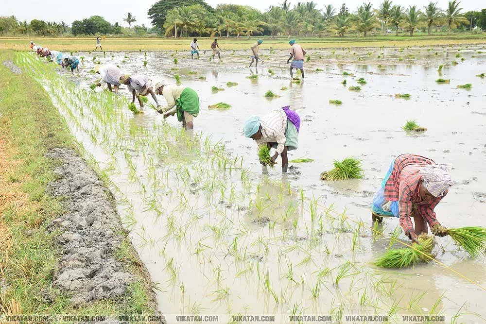 வேளாண் பணி