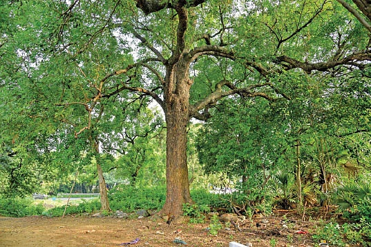 இயற்கை வேளாண்மை 14 : வேப்ப எண்ணெய்... பூச்சிகளுக்கு வில்லன் பயிர்களுக்கு நண்பன்!