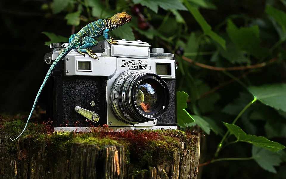 Wildlife Photographer