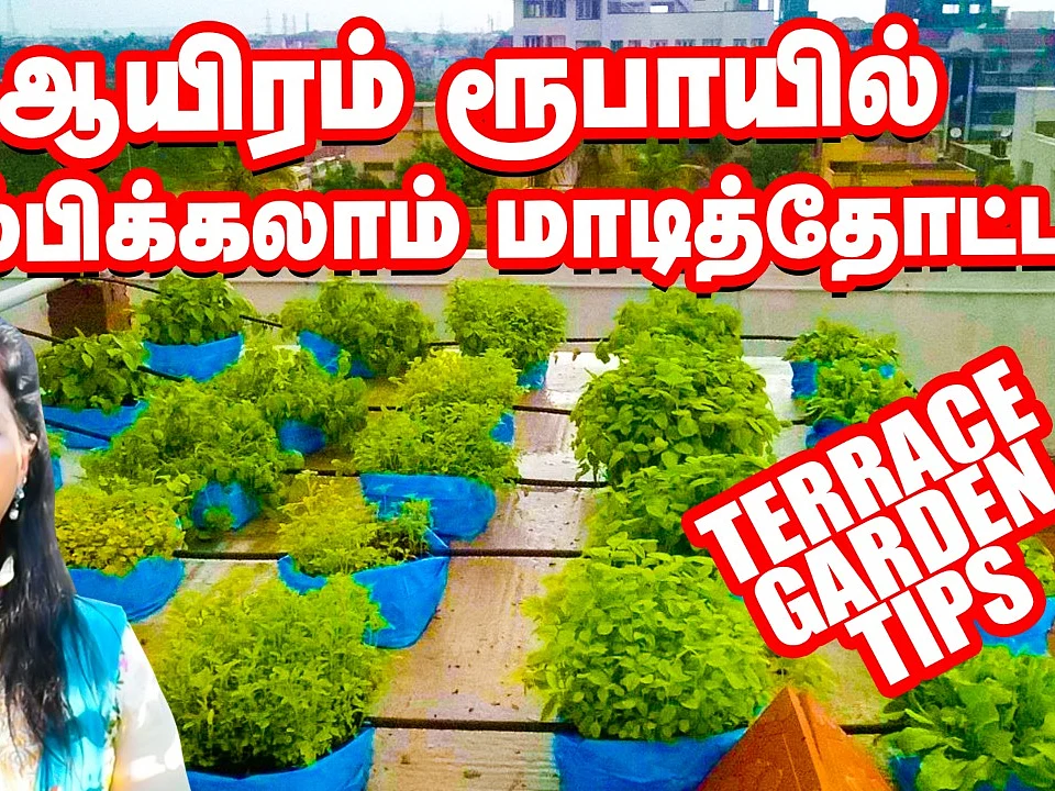 ஆயிரம் ரூபாயில் அற்புதமான மாடித்தோட்டம்! | Terrace Garden Tips