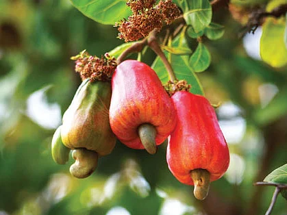 இன்றைய மெனு: முந்திரி