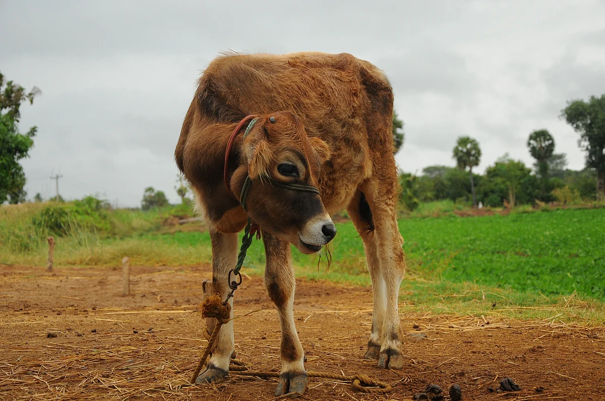 Cow