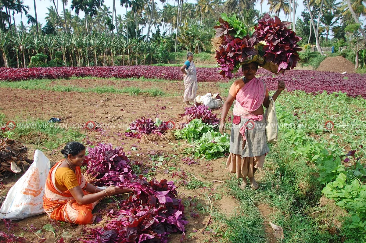 அறுவடை செய்யப்பட்ட கீரைகள் விற்பனைக்குச் செல்கின்றன