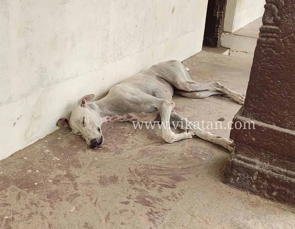 சோகத்தில் உறங்கும் டாமி
