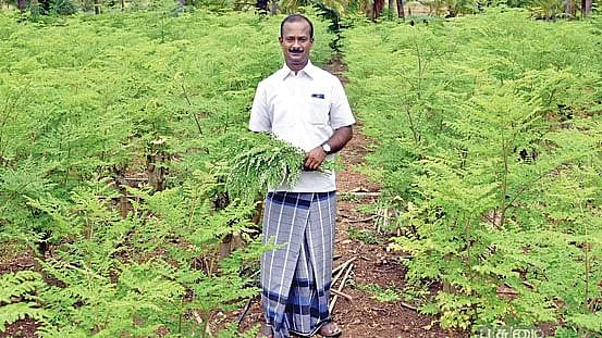 முருங்கை சாகுபடி