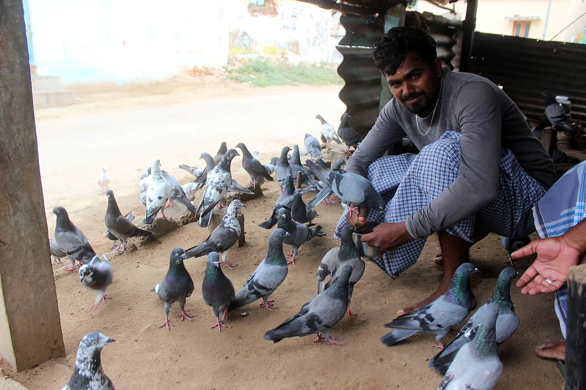 புறாக்கள்