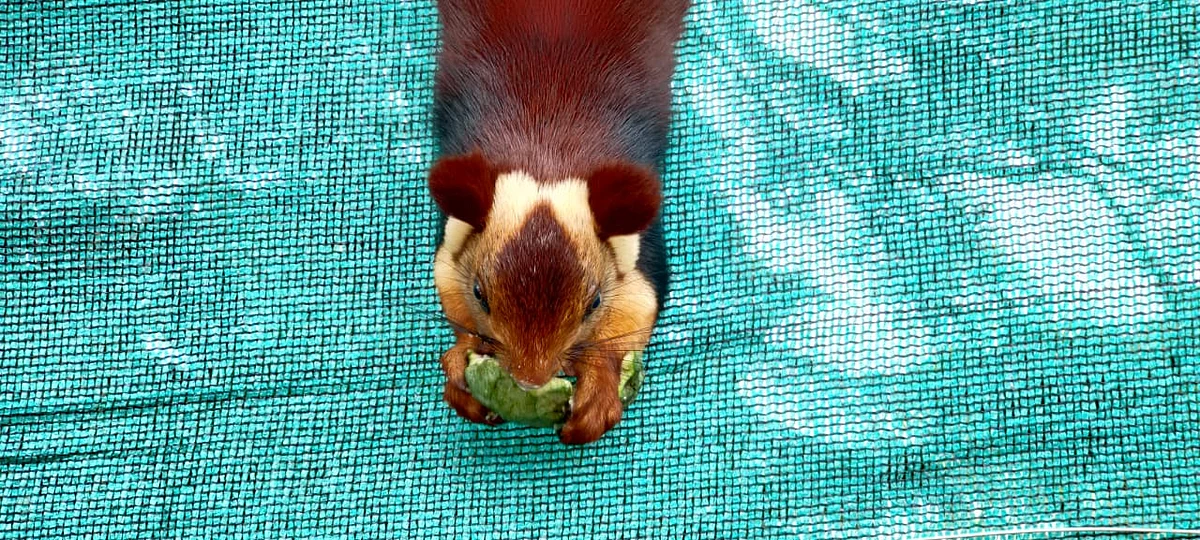 malabar giant squirrel