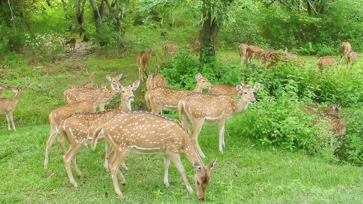 தலகோனா, ஆந்திரா