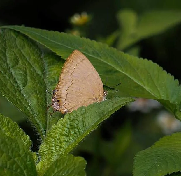 Tajuria melastigma