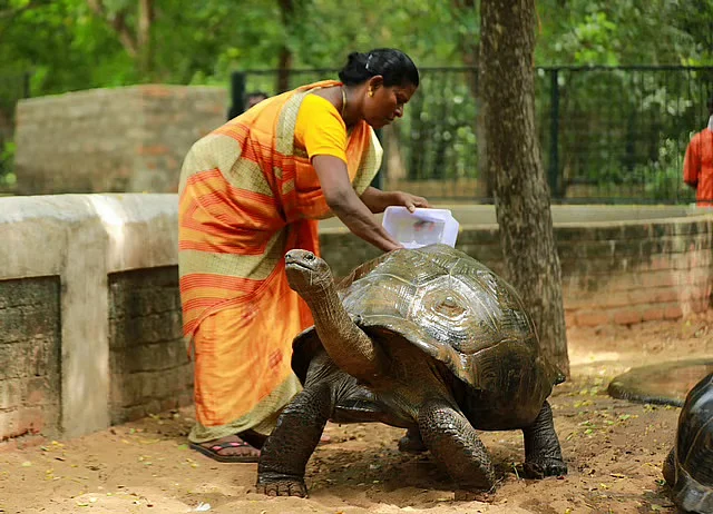 ஆமைகள் பராமரிப்பு பணியில்