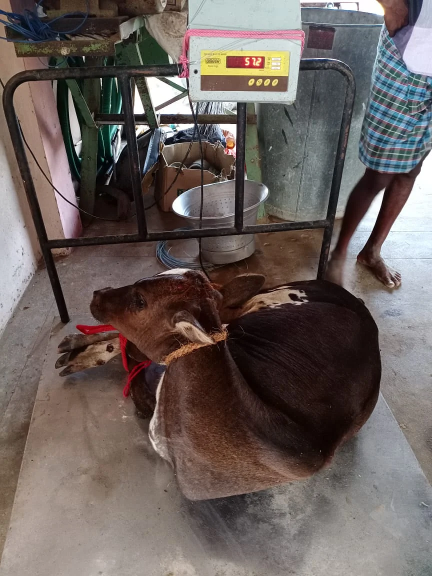 உம்பளச்சேரி கன்றுக்குட்டி - எடை இயந்திரத்தில்