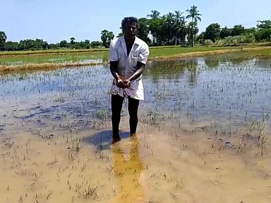 கச்சா எண்ணெய் பரவி கருகிய பயிர்கள்... ஓ.என்.ஜி.சி குழாய் உடைந்ததால் பாழான விவசாய நிலம்!
