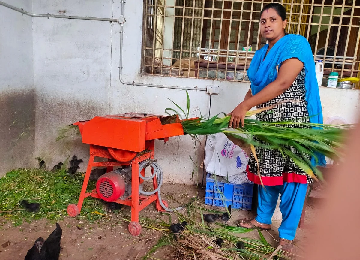 தீவனம் தயார் செய்யும் பணியில்