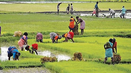 விவசாயப் பணிகள்