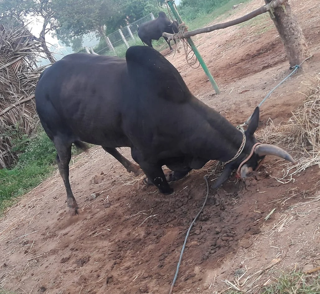 உயிரோடு இருந்தபோது ஒத்தக் கொம்பன்