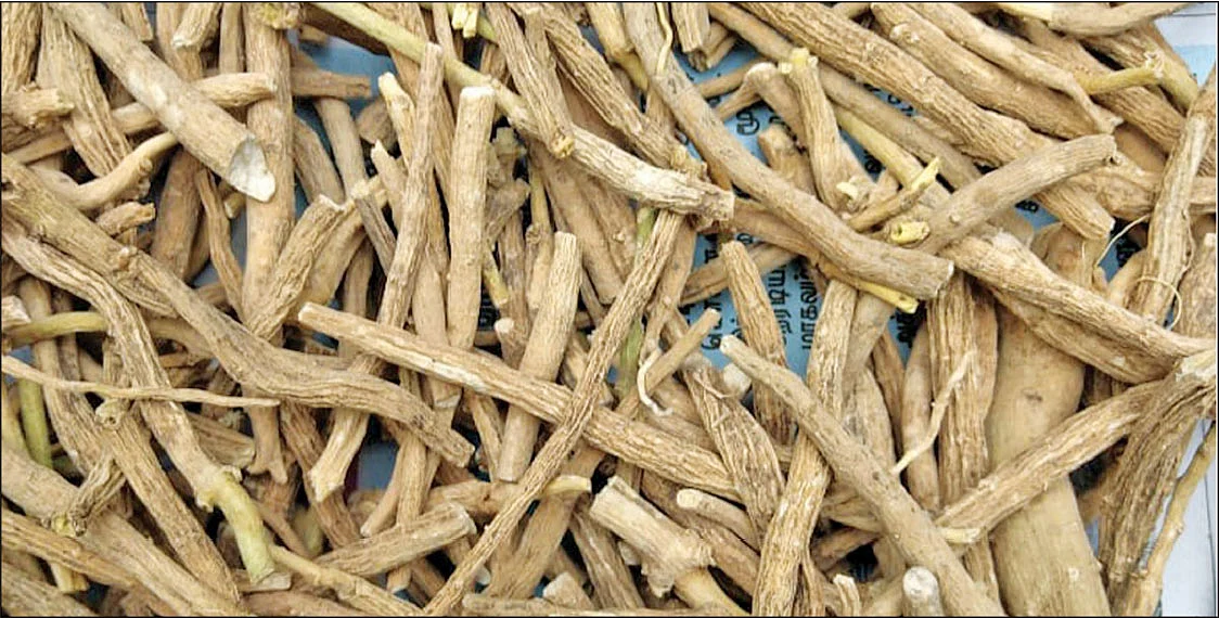 சீமை அமுக்கரா