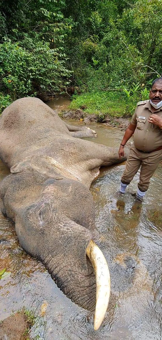 இறந்துகிடந்த யானை