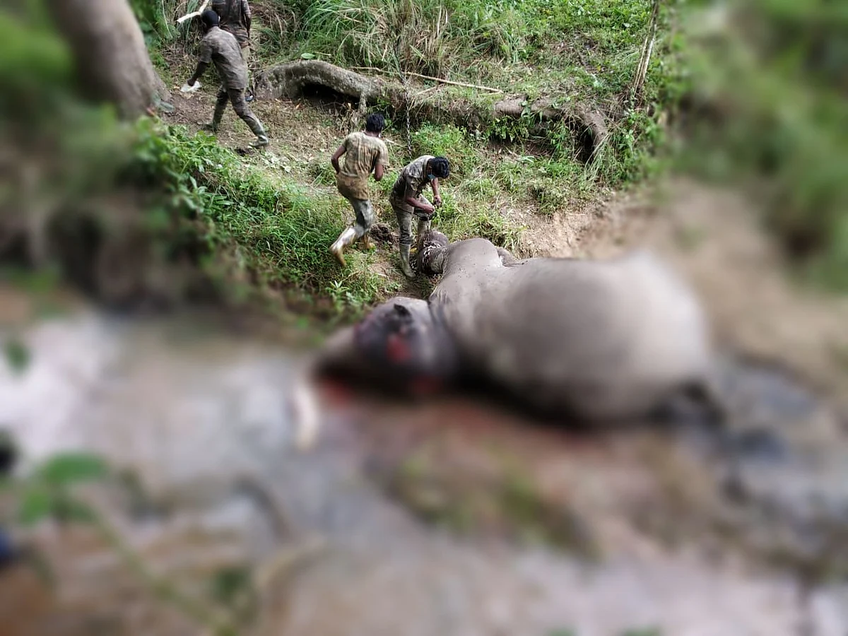 முன்பு யானை, இப்போது சிறுத்தை... நீலகிரியில் தொடரும் சோகம்!