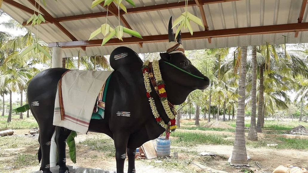 காளைக்கு வைக்கப்பட்டிருக்கும் சிலை