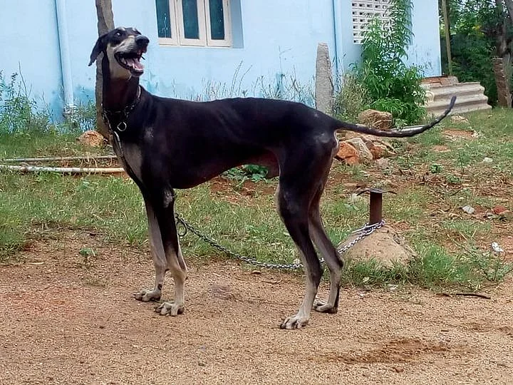 கன்னி