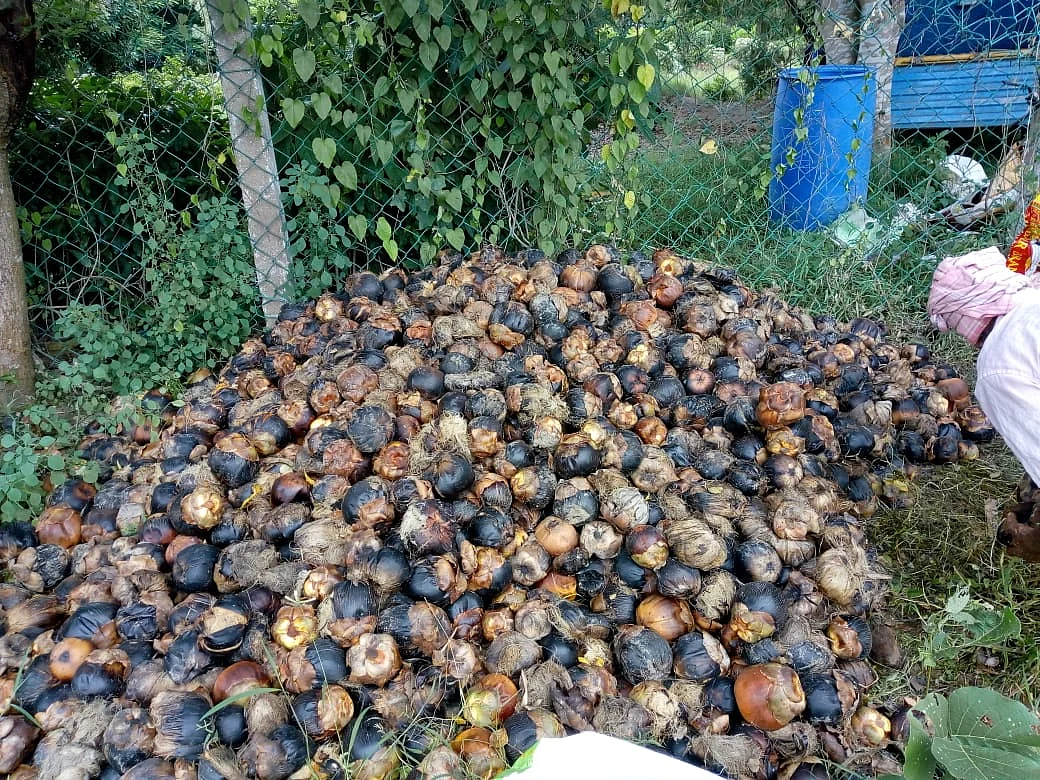 பனை