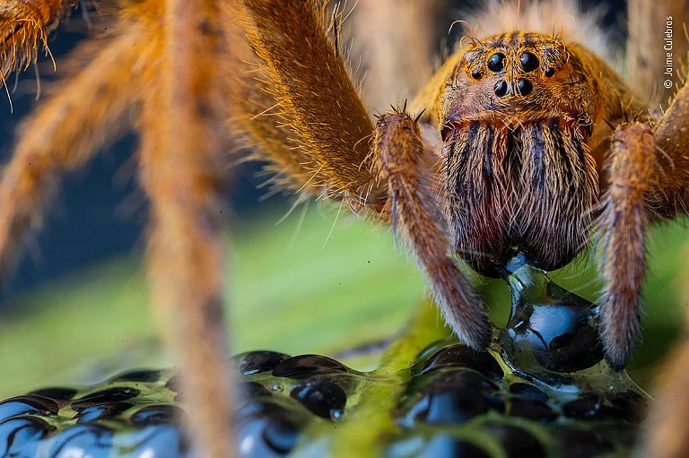 பிரேசில் அலையும் சிலந்தி (wandering spider)