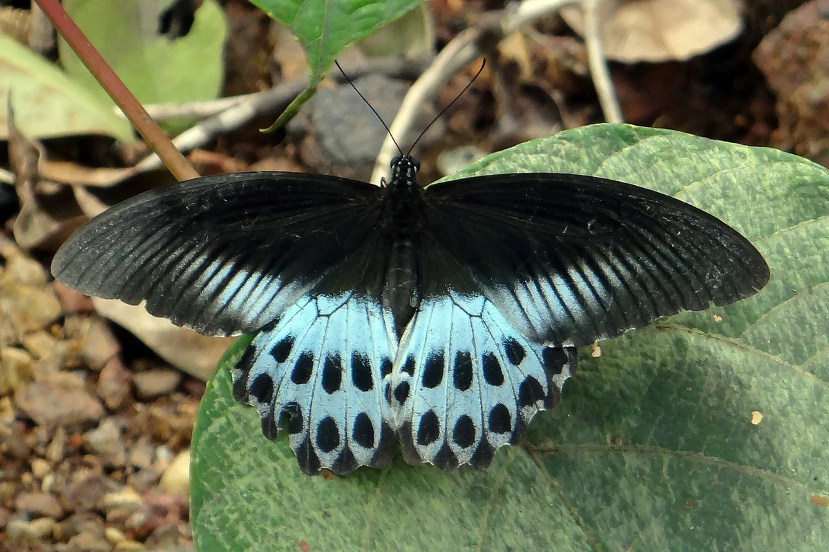 Blue Mormon/ Papilio polymnestor, Maharashtra State butterfly