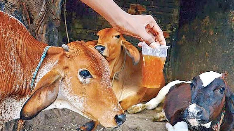 பசுவின் சிறுநீர்